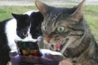 Strategiespiele online ohne anmeldung